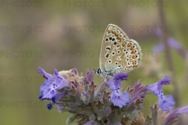 Common blue butterfly (Polyommatus icarus) adult insect feeding on Catmint flowers in the summer, England, United Kingdom