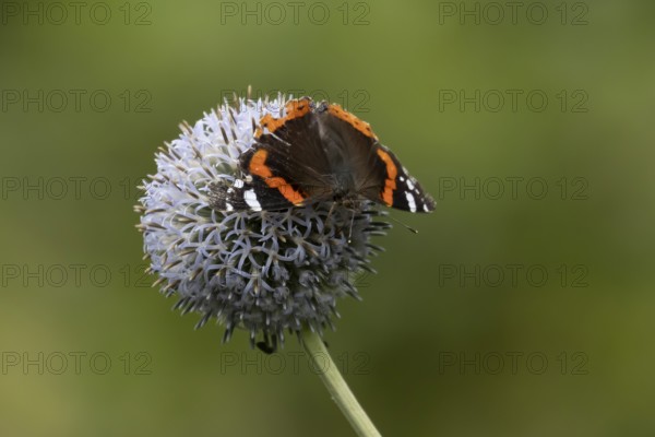 Red admiral butterfly (Vanessa atalanta) adult insect feeding on a garden Globe thistle flower in the summer, England, United Kingdom