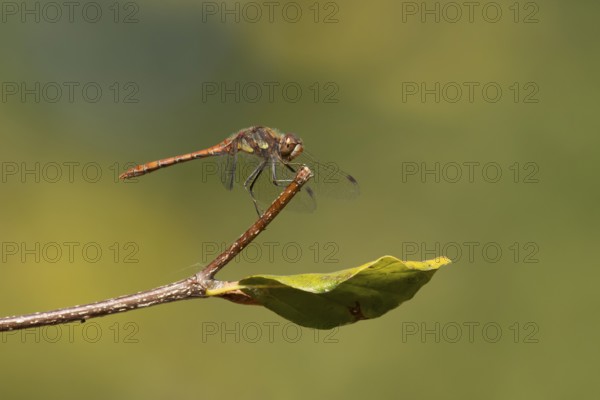 Common darter dragonfly (Sympetrum striolatum) adult insect resting on a tree branch in the summer, England, United Kingdom
