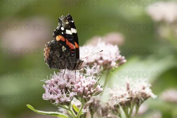 Red admiral butterfly (Vanessa atalanta) adult insect feeding on Hemp agrimony (Eupatorium cannabinum) flowers in the summer, England, United Kingdom