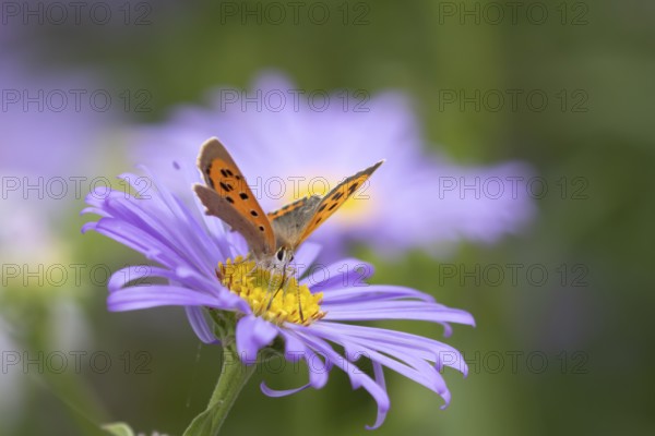 Small copper butterfly (Lycaena phlaeas) adult insect feeding on garden blue Aster flowers in the summer, England, United Kingdom