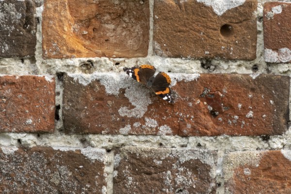 Red admiral butterfly (Vanessa atalanta) adult insect on a garden brick wall in the summer, England, United Kingdom