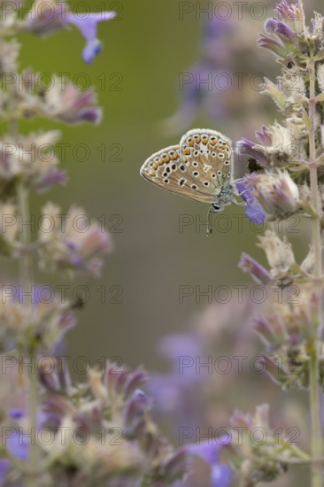 Common blue butterfly (Polyommatus icarus) adult insect feeding on Catmint flowers in the summer, England, United Kingdom