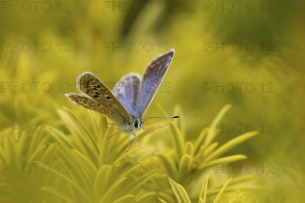 Common blue butterfly (Polyommatus icarus) adult insect resting on a Yew tree leaves in the summer, England, United Kingdom