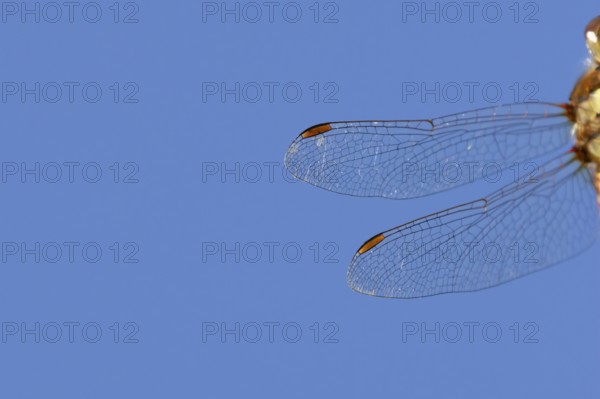 Common darter dragonfly (Sympetrum striolatum) adult insect close up of one pair of wings in the summer, England, United Kingdom