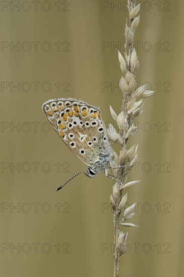 Common blue butterfly (Polyommatus icarus) adult insect resting on a grass stem in the summer, England, United Kingdom