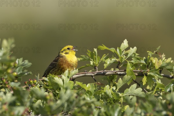 Yellowhammer (Emberiza citrinella) adult male bird singing in a hawthorn hedgerow in summer, England, United Kingdom