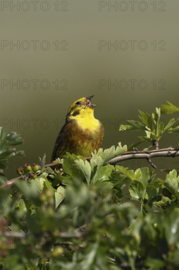 Yellowhammer (Emberiza citrinella) adult male bird singing in a hawthorn hedgerow in summer, England, United Kingdom