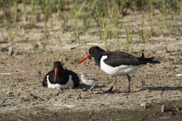 Eurasian oystercatcher (Haematopus ostralegus) two adult wading birds seemingly adopted a Pied avocet (Recurvirostra avosetta) juvenile baby chick on an island in summer, RSPB Minsmere nature reserve, Suffolk, England, United Kingdom