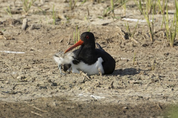 Eurasian oystercatcher (Haematopus ostralegus) adult wading bird seemingly adopted a Pied avocet (Recurvirostra avosetta) juvenile baby chick on an island in summer, RSPB Minsmere nature reserve, Suffolk, England, United Kingdom