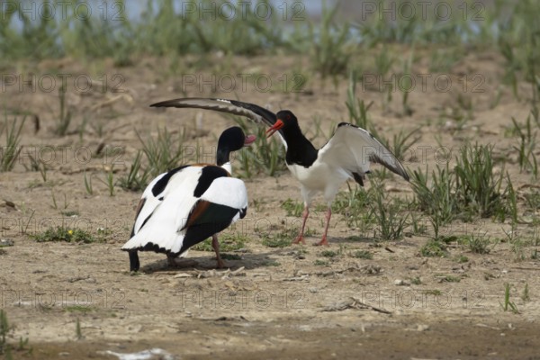 Eurasian oystercatcher (Haematopus ostralegus) adult wading bird fighting with a Shelduck (Tadorna tadorna) on an island in summer, RSPB Minsmere nature reserve, Suffolk, England, United Kingdom