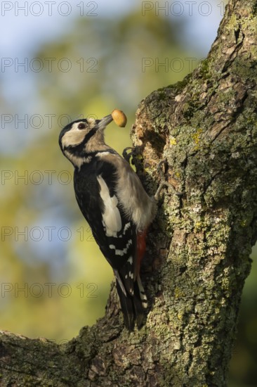 Great spotted woodpecker (Dendrocopos major) adult bird with an acorn for food on a tree branch, England, United Kingdom