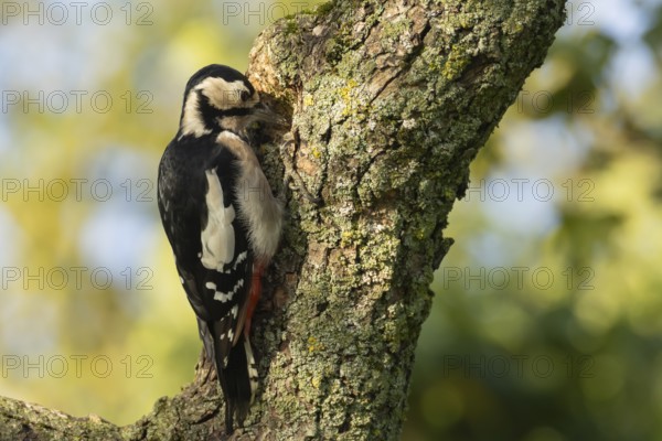 Great spotted woodpecker (Dendrocopos major) adult bird searching for food on a tree branch, England, United Kingdom