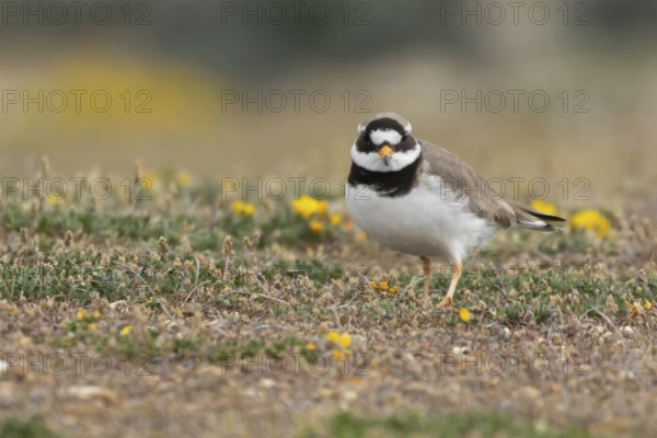 Ringed plover (Charadrius hiaticula) adult wading bird on a shingle dune in summer, England, United Kingdom