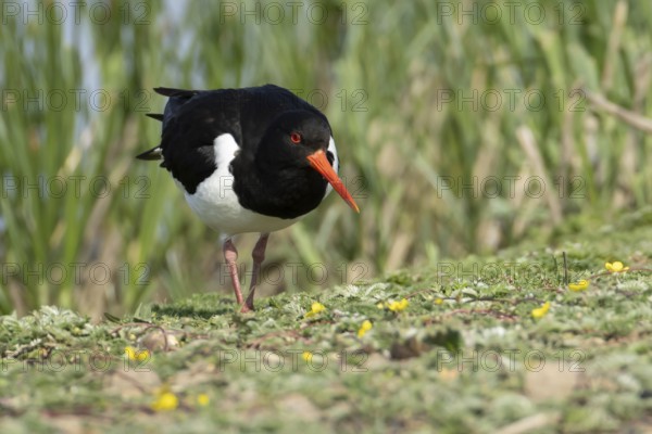 Eurasian oystercatcher (Haematopus ostralegus) adult wading bird in summer, England, United Kingdom