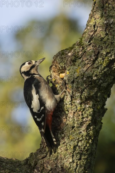 Great spotted woodpecker (Dendrocopos major) adult bird searching for food on a tree branch, England, United Kingdom