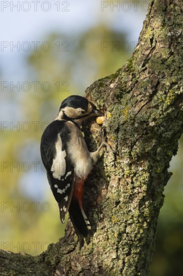 Great spotted woodpecker (Dendrocopos major) adult bird storing an acorn for food on a tree branch, England, United Kingdom