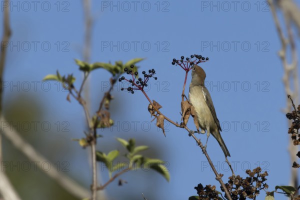 Eurasian blackcap (Sylvia atricapilla) adult female bird feeding on an Elder tree berry in a hedgerow, England, United Kingdom