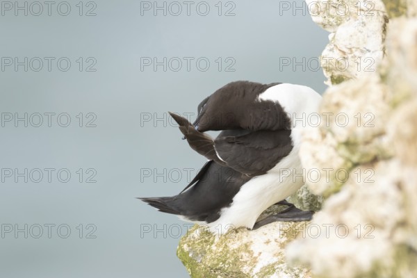 Razorbill (Alca torda) adult bird preening on a cliff ledge, RSPB Bempton cliffs nature reserve, Yorkshire, England, United Kingdom