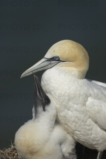 Northern gannet (Morus bassanus) adult parent bird and juvenile baby chick seabirds on a nest on a coastal cliff top in summer, RSPB Bempton cliffs nature resevre, Yorkshire, England, United Kingdom