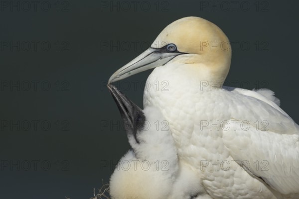Northern gannet (Morus bassanus) adult parent bird and juvenile baby chick seabirds on a nest on a coastal cliff top in summer, RSPB Bempton cliffs nature resevre, Yorkshire, England, United Kingdom