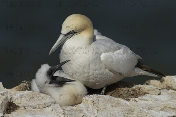 Northern gannet (Morus bassanus) adult parent bird and juvenile baby chick seabirds on a nest on a coastal cliff top, RSPB Bempton cliffs nature resevre, Yorkshire, England, United Kingdom