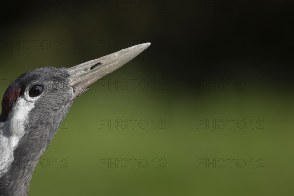 Common crane (Grus grus) adult bird head portrait, England, United Kingdom