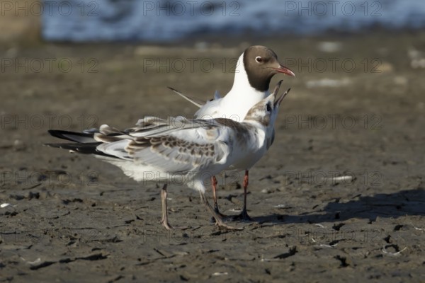 Black headed gull (Chroicocephalus ridibundus) juvenile baby chick begging for food from an adult parent bird in the summer, England, United Kingdom