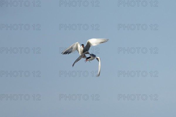 Common tern (Sterna hirundo) two adult birds displaying in flight in summer, England, United Kingdom