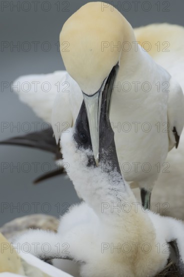 Northern gannet (Morus bassanus) adult parent bird feeding a juvenile baby chick seabird on a nest on a coastal cliff top in summer, RSPB Bempton cliffs nature resevre, Yorkshire, England, United Kingdom