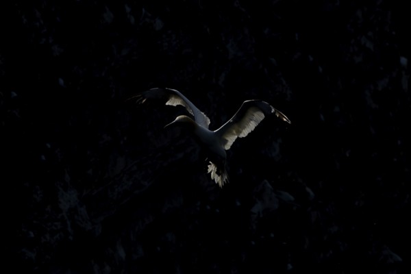 Northern gannet (Morus bassanus) adult seabird flying backlit against a coastal cliff top in summer, RSPB Bempton cliffs nature resevre, Yorkshire, England, United Kingdom