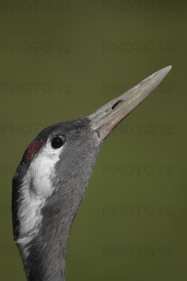 Common crane (Grus grus) adult bird head portrait, England, United Kingdom