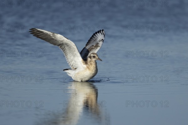 Black headed gull (Chroicocephalus ridibundus) juvenile baby chick stretching its wings in shallow water in the summer, England, United Kingdom
