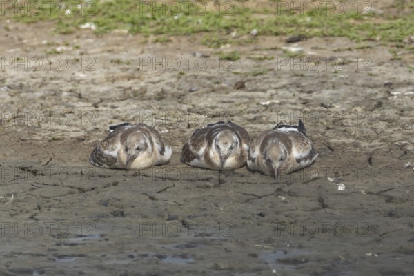 Black headed gull (Chroicocephalus ridibundus) three juvenile baby chicks sleeping on an island in the summer, England, United Kingdom