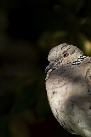 Turtle dove (Streptopelia turtur) adult bird head portrait, England, United Kingdom