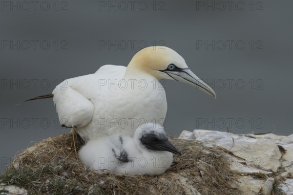 Northern gannet (Morus bassanus) adult parent bird and juvenile baby chick seabirds on a nest on a coastal cliff top, RSPB bempton cliffs nature resevre, Yorkshire, England, United Kingdom