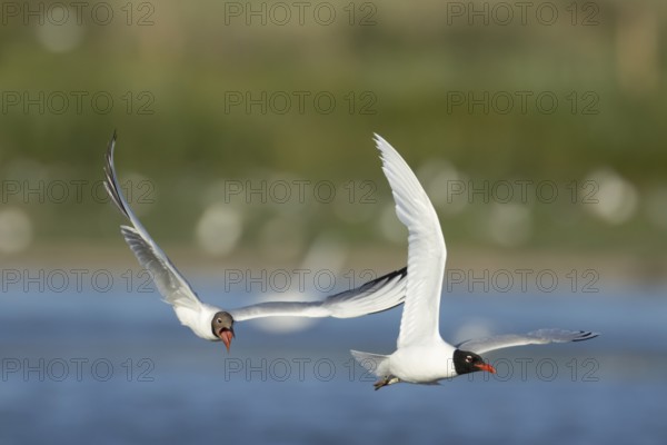 Mediterranean gull (Ichthyaetus melanocephalus) adult bird flying being chased by a Black headed gull (Chroicocephalus ridibundus) in the summer, England, United Kingdom