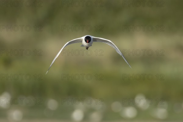 Mediterranean gull (Ichthyaetus melanocephalus) adult bird flying in the summer, England, United Kingdom