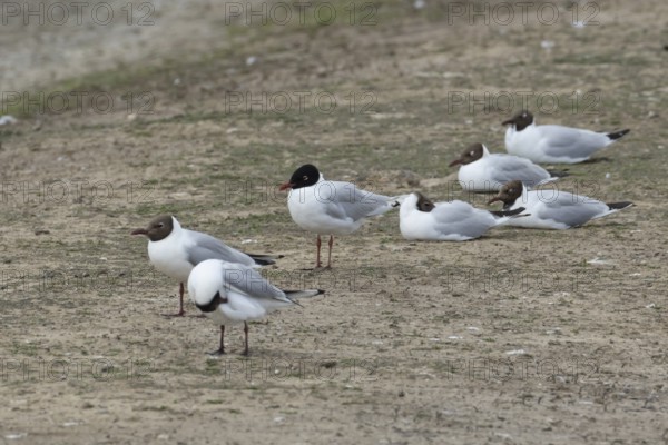 Mediterranean gull (Ichthyaetus melanocephalus) adult bird and Black headed gulls (Chroicocephalus ridibundus) on an island in the summer, England, United Kingdom