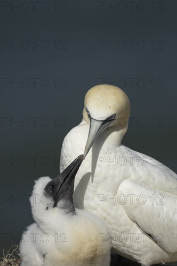Northern gannet (Morus bassanus) adult parent bird and juvenile baby chick seabirds on a nest on a coastal cliff top, RSPB bempton cliffs nature resevre, Yorkshire, England, United Kingdom