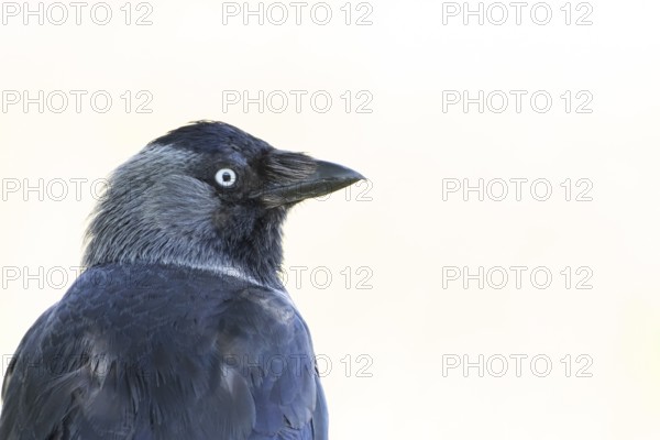 Jackdaw (Corvus monedula) adult bird head portrait, England, United Kingdom