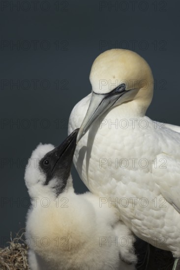 Northern gannet (Morus bassanus) adult parent bird and juvenile baby chick seabirds on a nest on a coastal cliff top, RSPB Bempton cliffs nature resevre, Yorkshire, England, United Kingdom