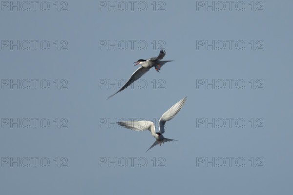 Common tern (Sterna hirundo) two adult birds in flight in summer, England, United Kingdom