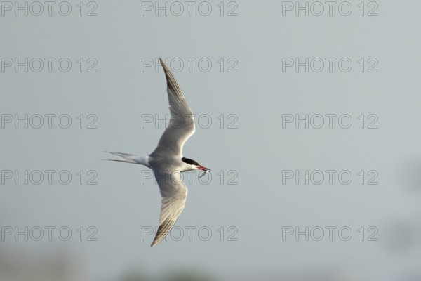 Common tern (Sterna hirundo) adult bird in flight with a fish in its beak in summer, England, United Kingdom