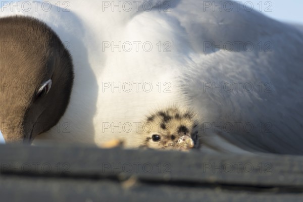Black headed gull (Chroicocephalus ridibundus) adult and juvenile baby chick at a nest in the summer, England, United Kingdom