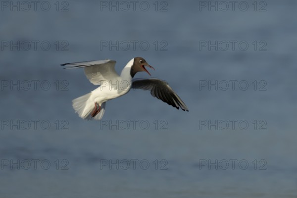 Black headed gull (Chroicocephalus ridibundus) adult flying over water in the summer, England, United Kingdom