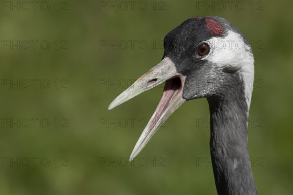 Common crane (Grus grus) adult bird calling, England, United Kingdom