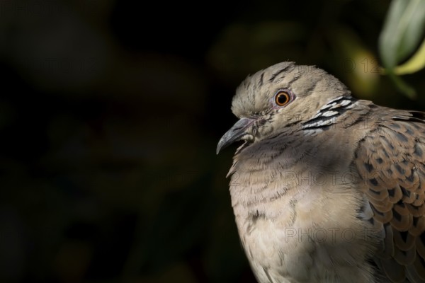 Turtle dove (Streptopelia turtur) adult bird head portrait, England, United Kingdom