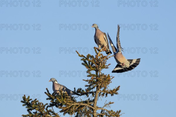 Wood pigeon (Columba palumbus) attacking an intruder, confrontation, courtship behaviour, aerial fight, Denmark
