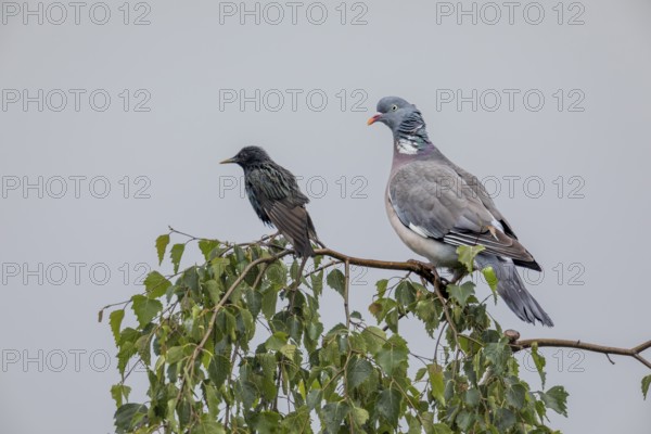 Wood pigeon (Columba palumbus) and starling (Sturnus vulgaris) drying their feathers after a rain shower, Germany